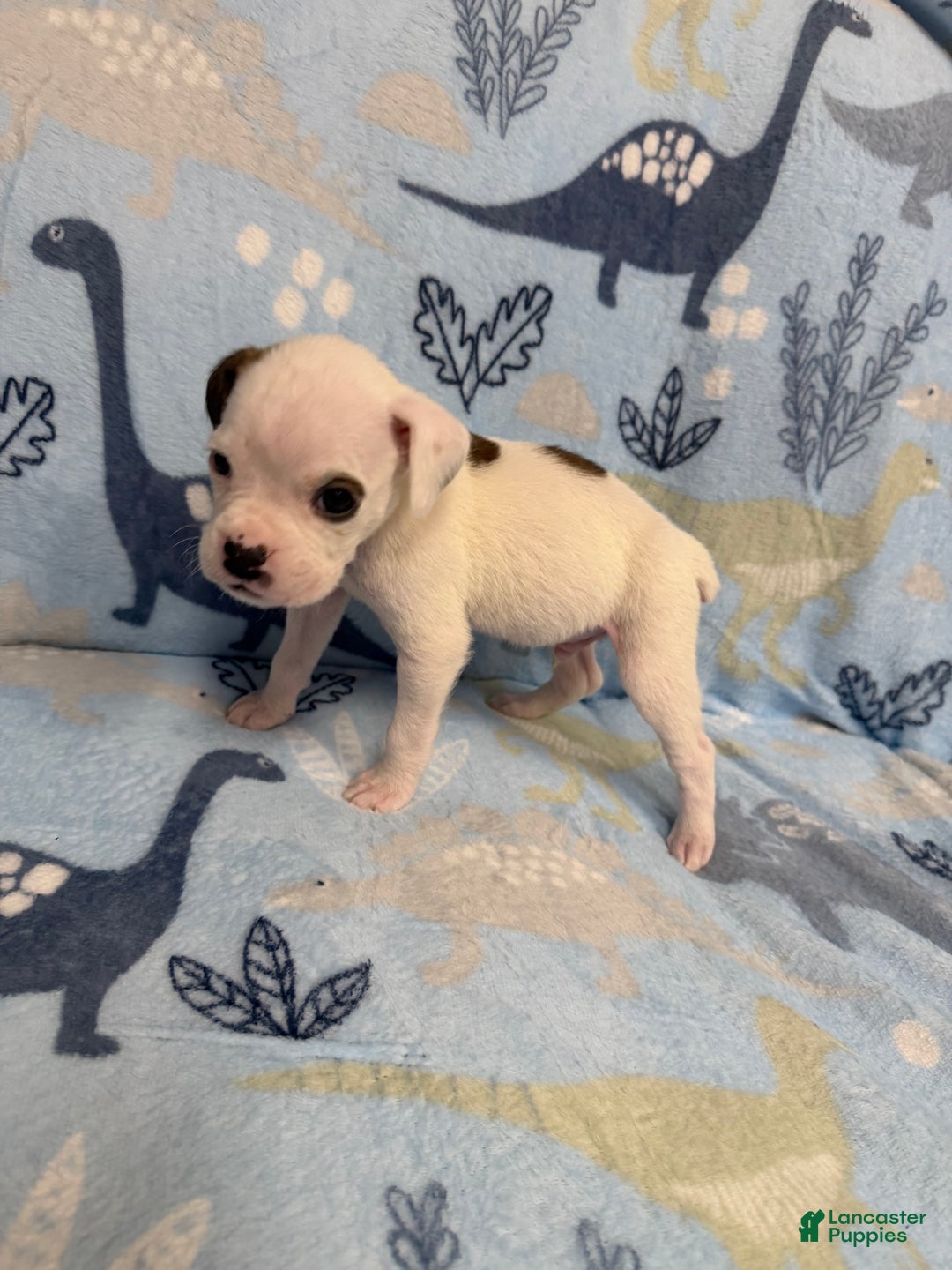 Boxer dogs for sale: Frosty - Ad 2