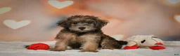 Yorkiepoo dogs for sale: Buttercup - Ad 11