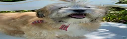 Morkie dogs for sale: Nacho - Ad 9