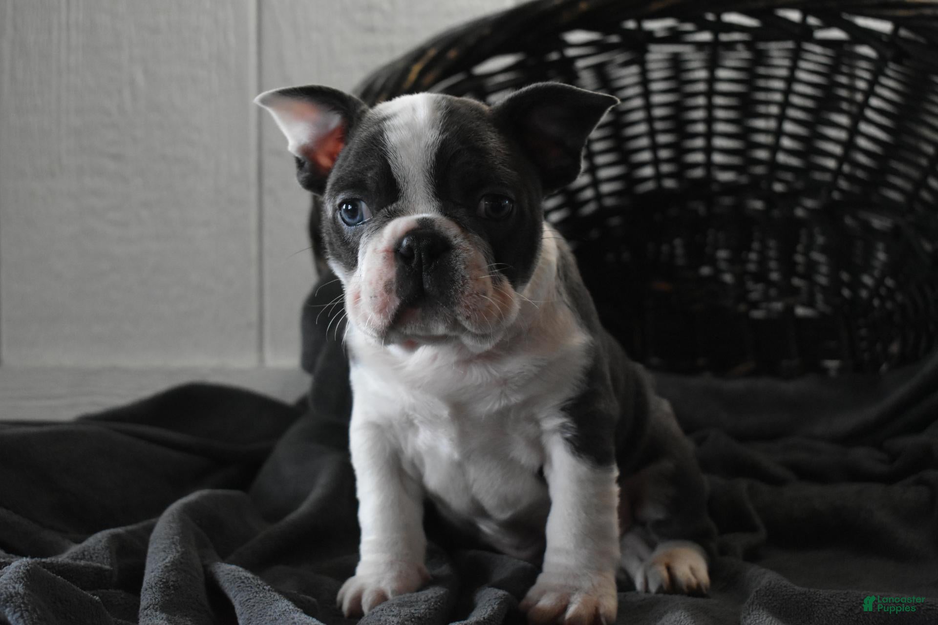 Frenchton dogs Reno - Ad 2