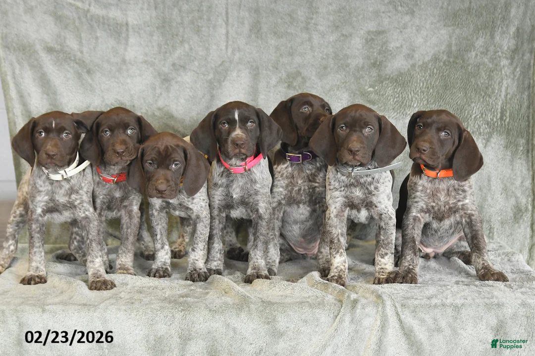 German Shorthaired Pointer dogs for sale: Beth - Ad 5