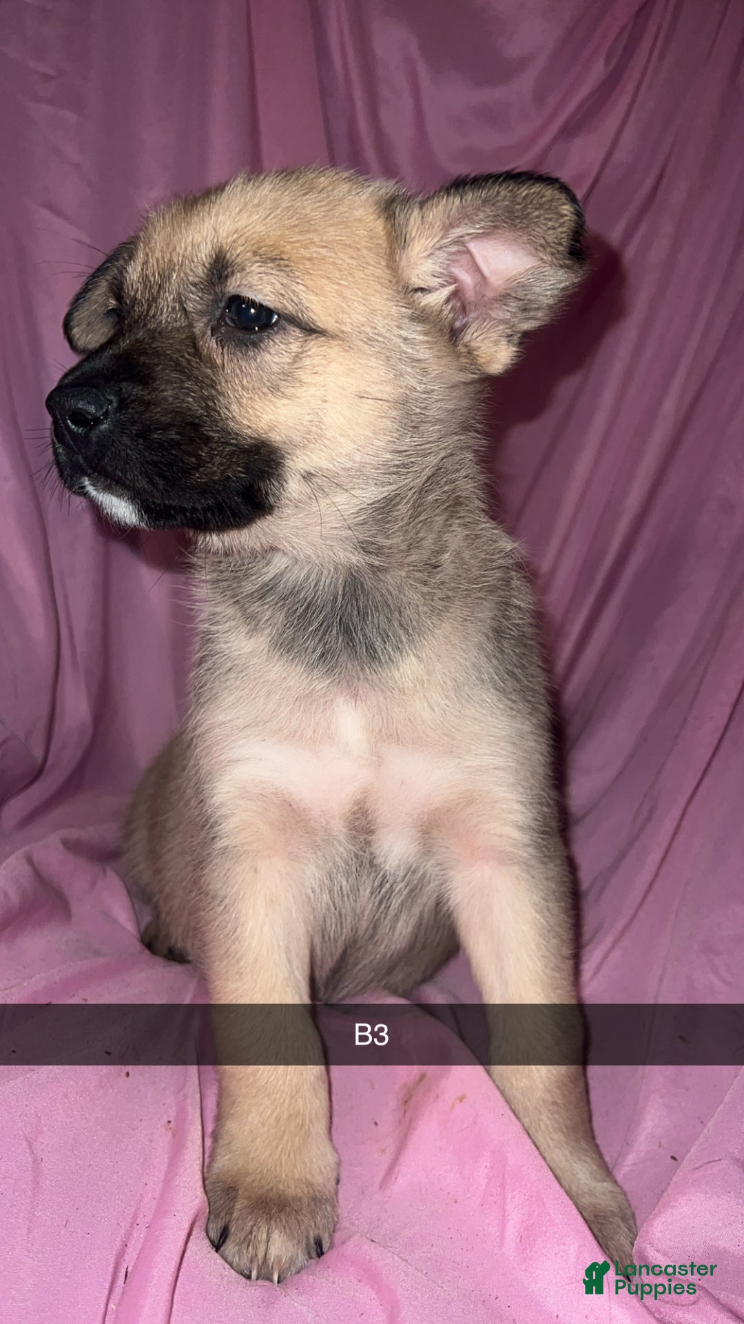 Mixed Breed dogs for sale: Boy 3 - Ad 3