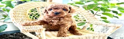 Toy Poodle dogs for sale: Rain - Ad 4