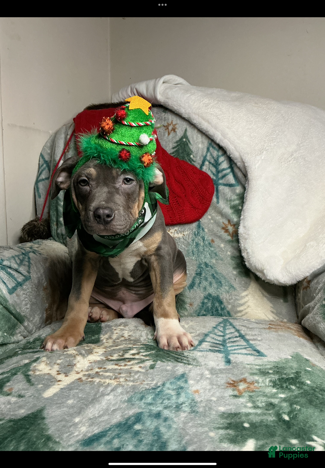 American Bully dogs for sale: Cookie Monster  - Ad 2