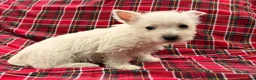 West Highland Terrier dogs for sale: Raegan - Ad 2