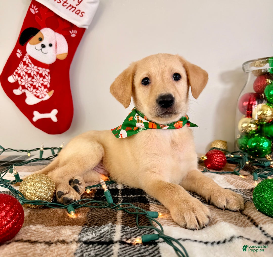 Labrador Retriever dogs for sale: Lenny - Ad 2