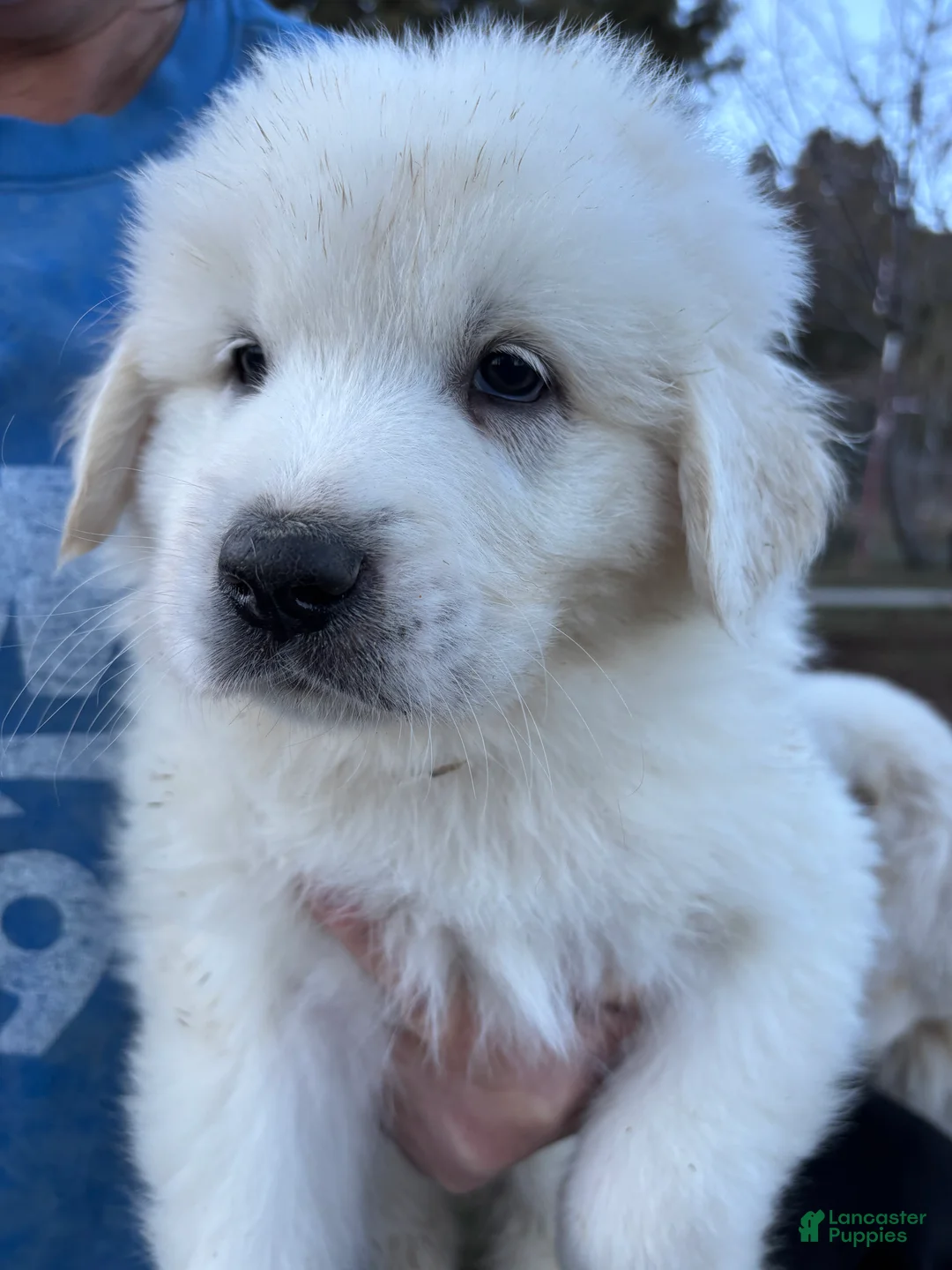 Great Pyrenees dogs for sale: Great Pyrenees Puppy 4 - Ad 1