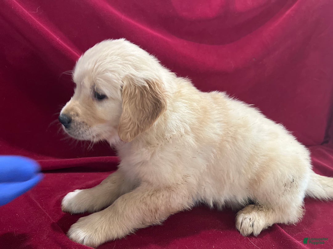 Golden Retriever dogs for sale: Golden Retriever Puppy 2 - Ad 1