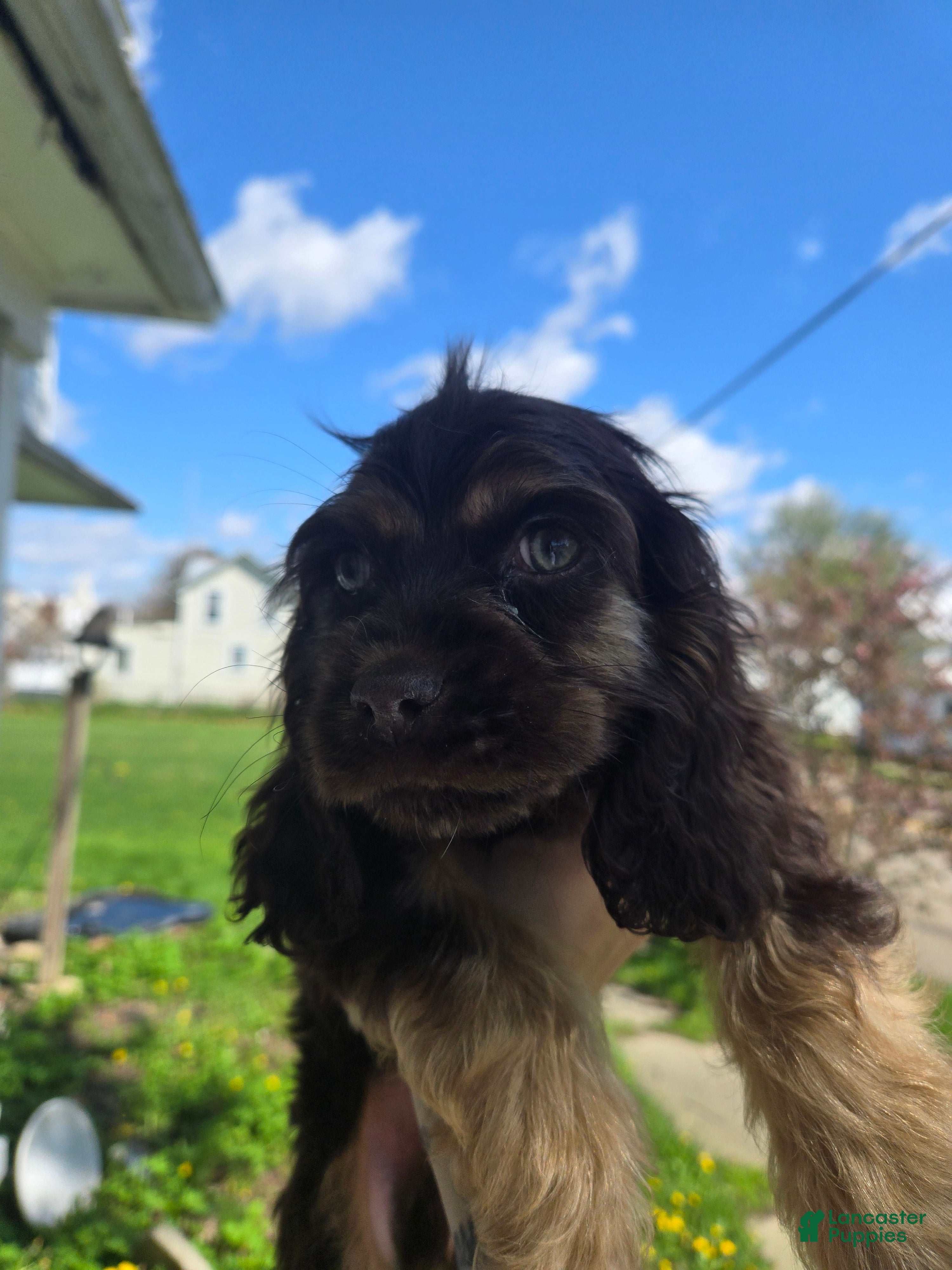 Cocker Spaniel dogs Teddy - Ad 39
