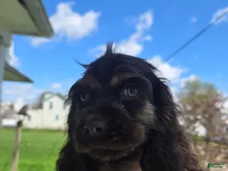 Cocker Spaniel dogs Teddy - Ad 42