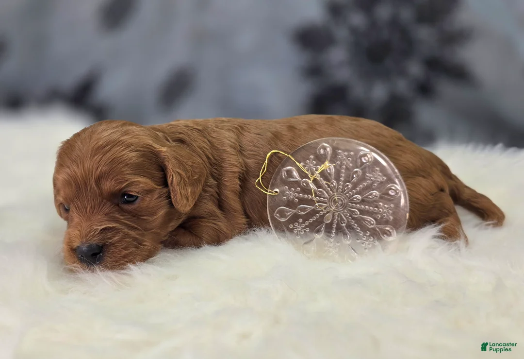 Cavapoo dogs for sale: Hail - Ad 5