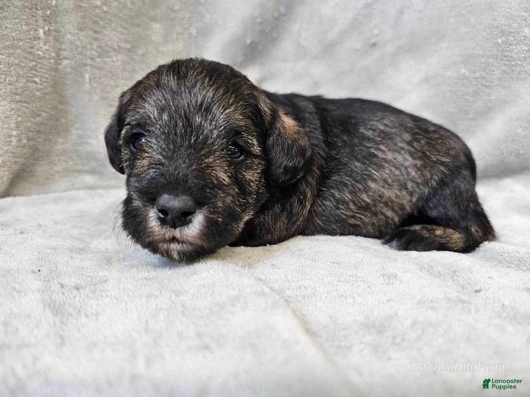 Mixed Breed dogs for sale: Kenny - Ad 2