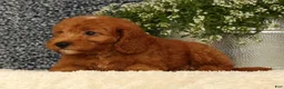 Mini Goldendoodle dogs for sale: Tina - Ad 4