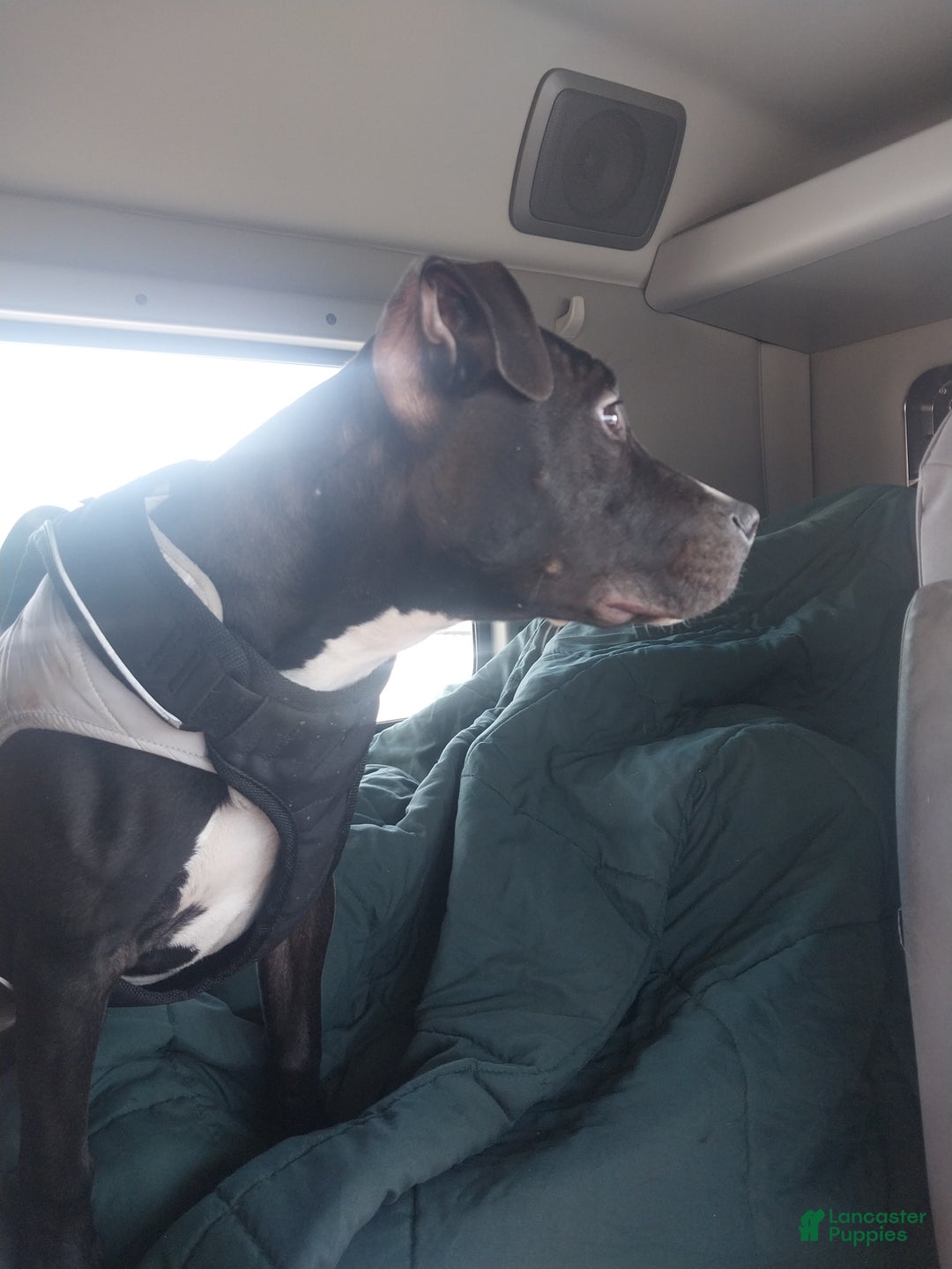 Mixed Breed dogs for sale: Luna - Ad 3