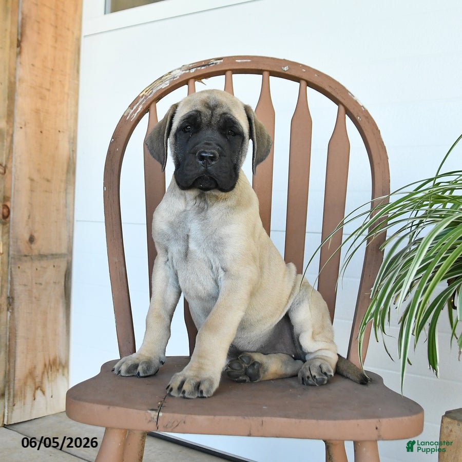 English Mastiff dogs Charity - Ad 1