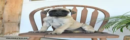 English Mastiff dogs for sale: Charity - Ad 1