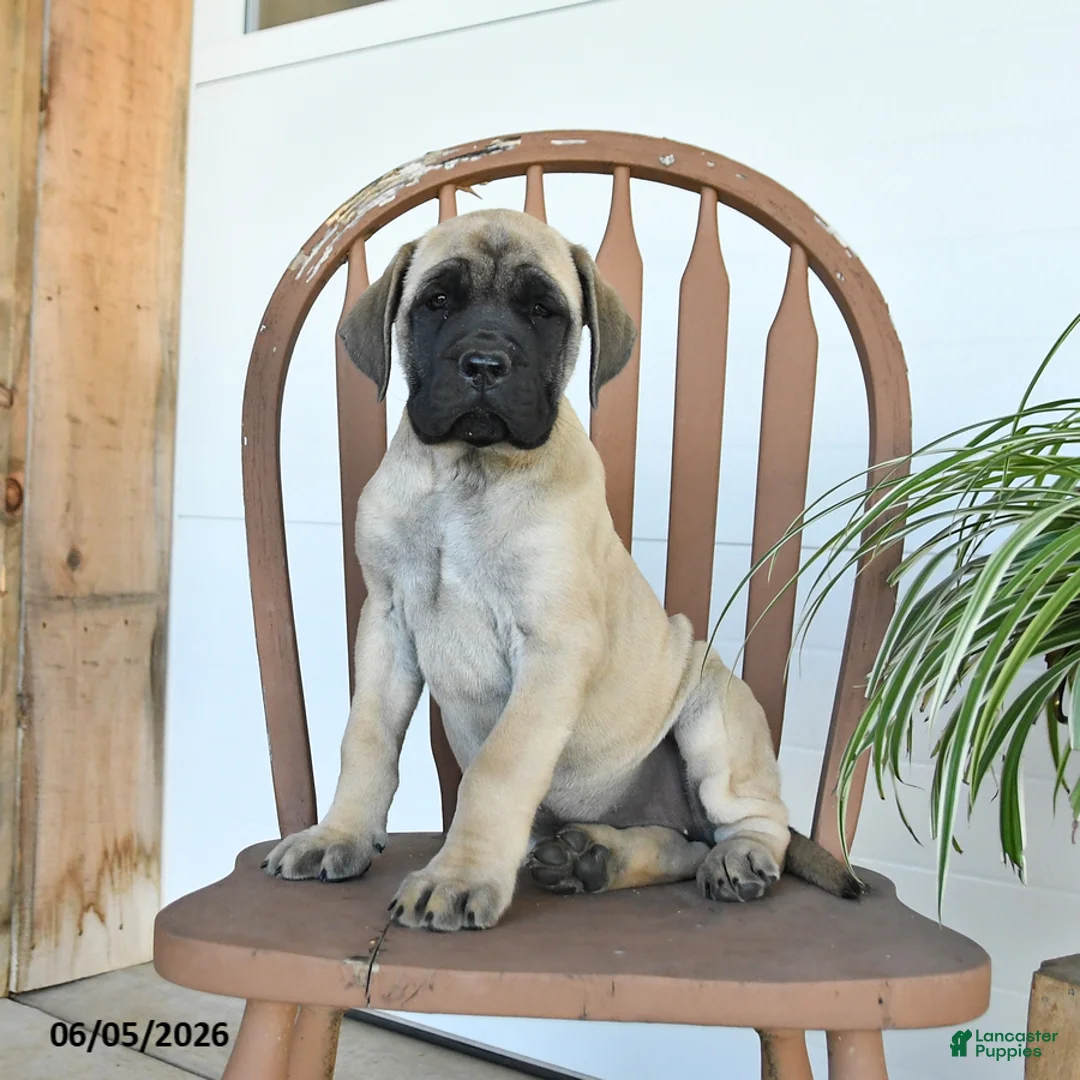 English Mastiff dogs for sale: Charity - Ad 1