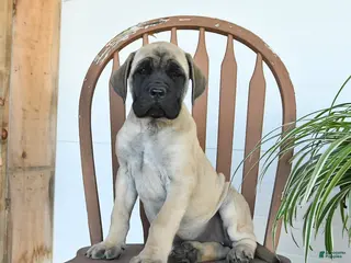 English Mastiff dogs for sale: Charity - Ad 4