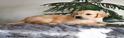 Golden Retriever dogs for sale: Wanda - Ad 2