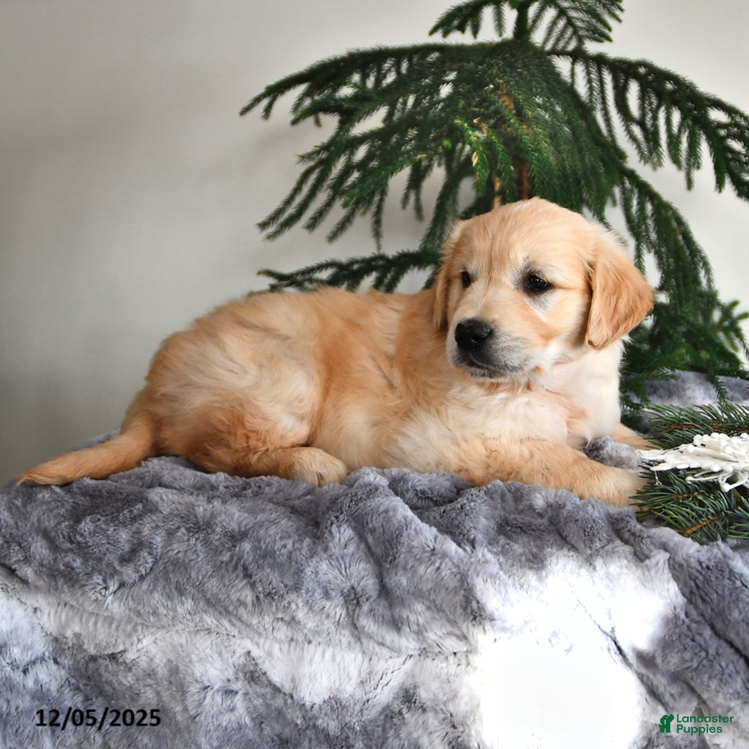 Golden Retriever dogs for sale: Wanda - Ad 2