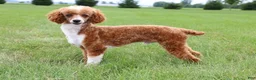 Labradoodle dogs for sale: Mr Blue/Green - Ad 7