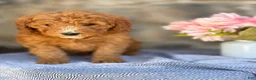 Goldendoodle dogs for sale: Milkshake - Ad 6
