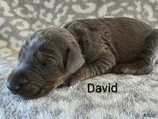 Doberman Pinscher dogs Doberman Pinscher Puppy 1 - Ad 8