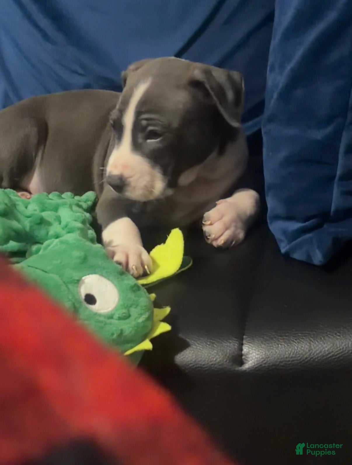 American Pit Bull Terrier dogs Puppy 1 - Ad 6