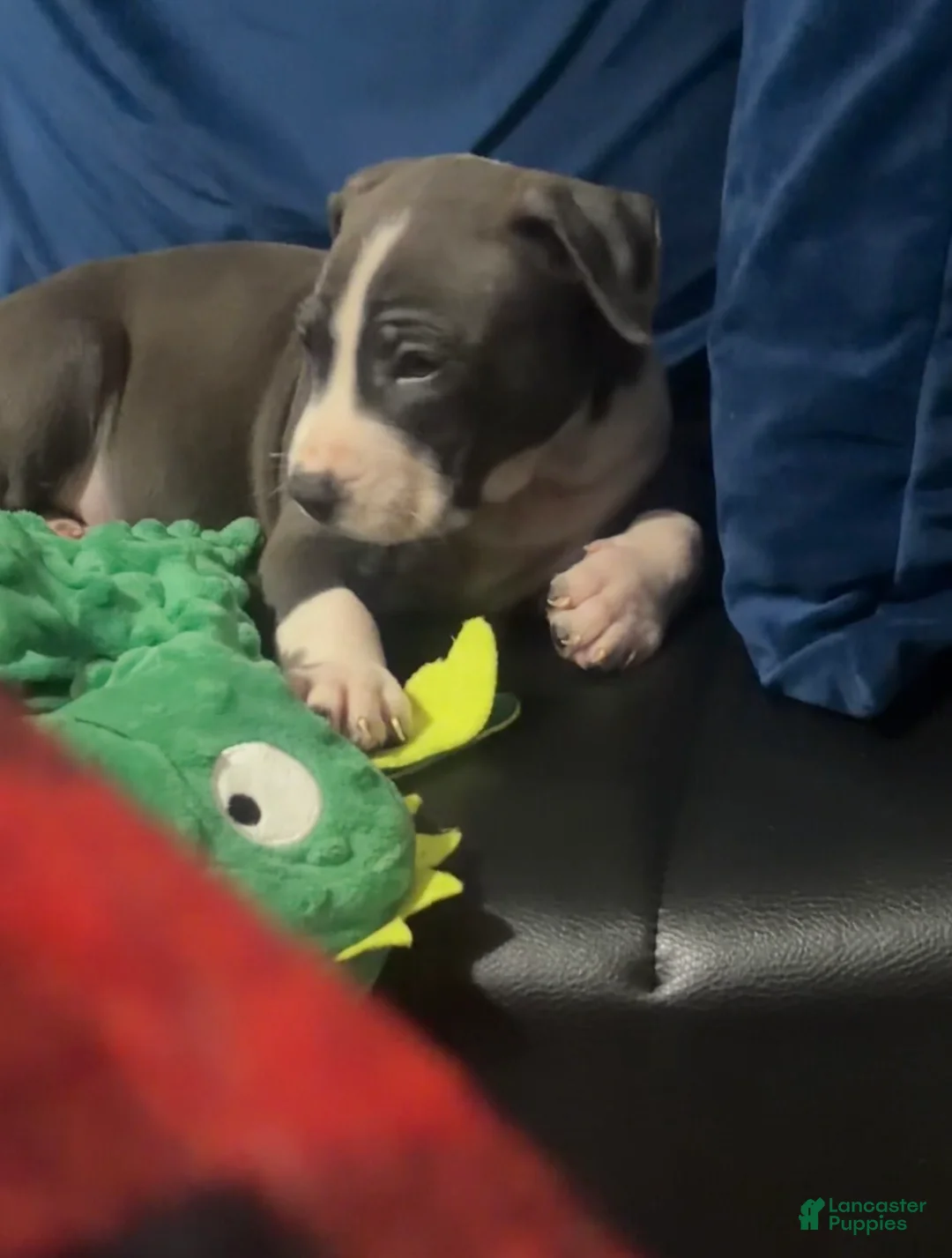 American Pit Bull Terrier dogs for sale: Puppy 1 - Ad 1