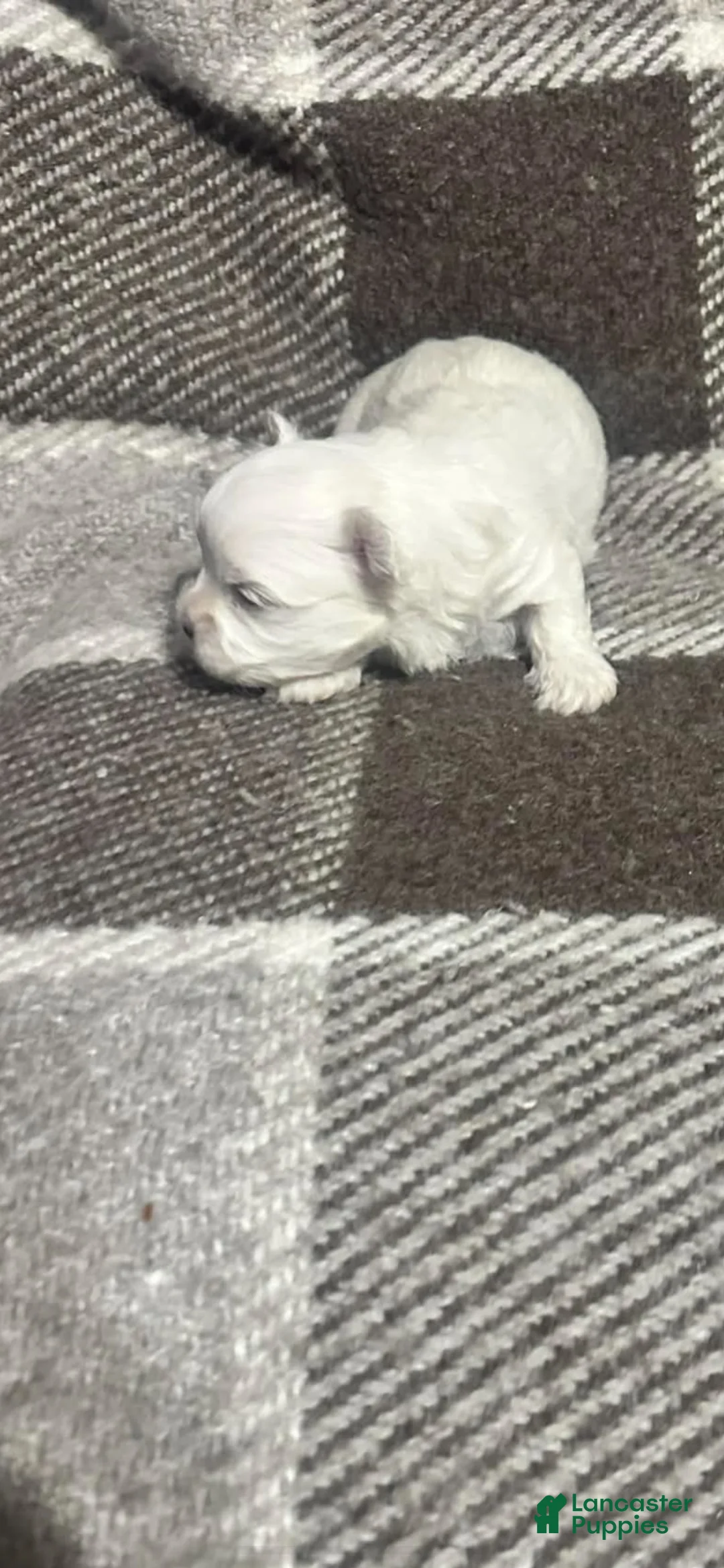 Maltese dogs for sale: Maltese 2 - Ad 2