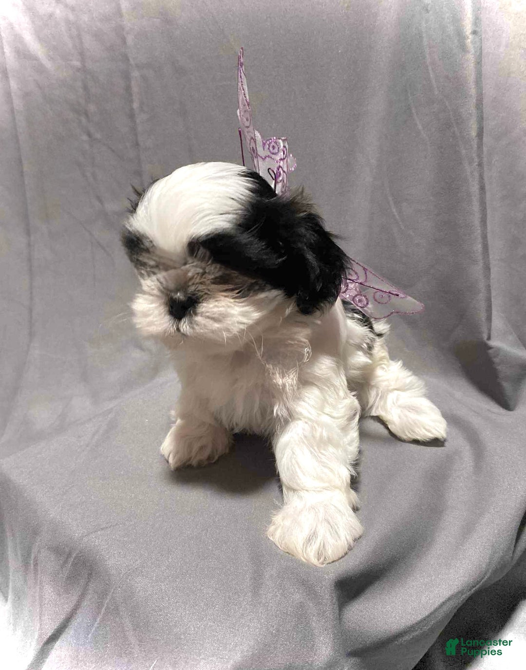 Shih Tzu dogs for sale: Judy - Ad 5