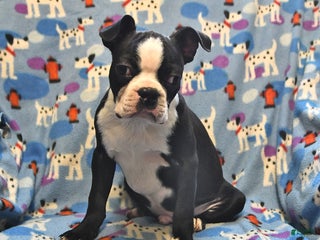 Boston Terrier dogs Max - Ad 34