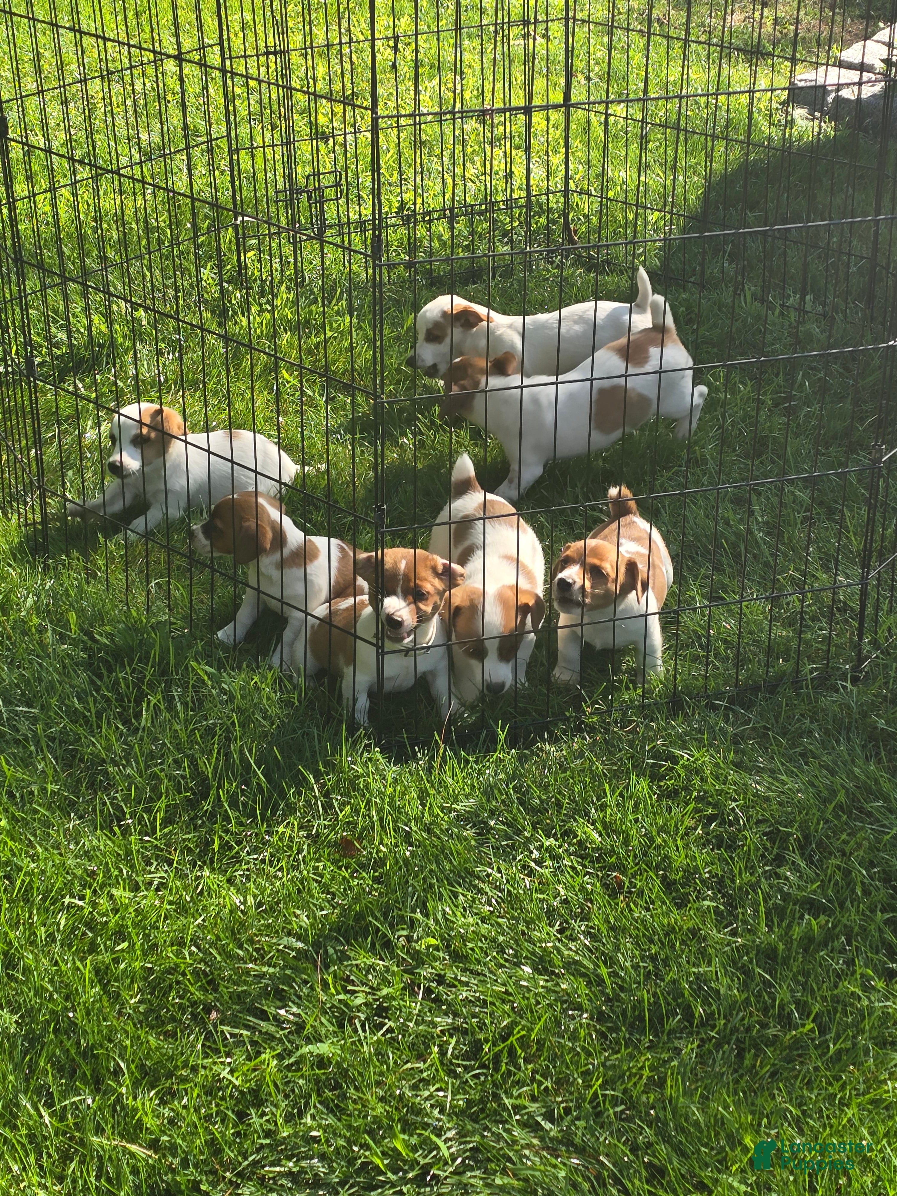 Jack Russell Terrier dogs Jack Russell Terrier 2 - Ad 1