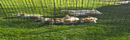 Jack Russell Terrier dogs for sale: Jack Russell Terrier 2 - Ad 1