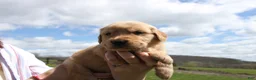 Golden Retriever dogs for sale: Eclair  - Ad 2