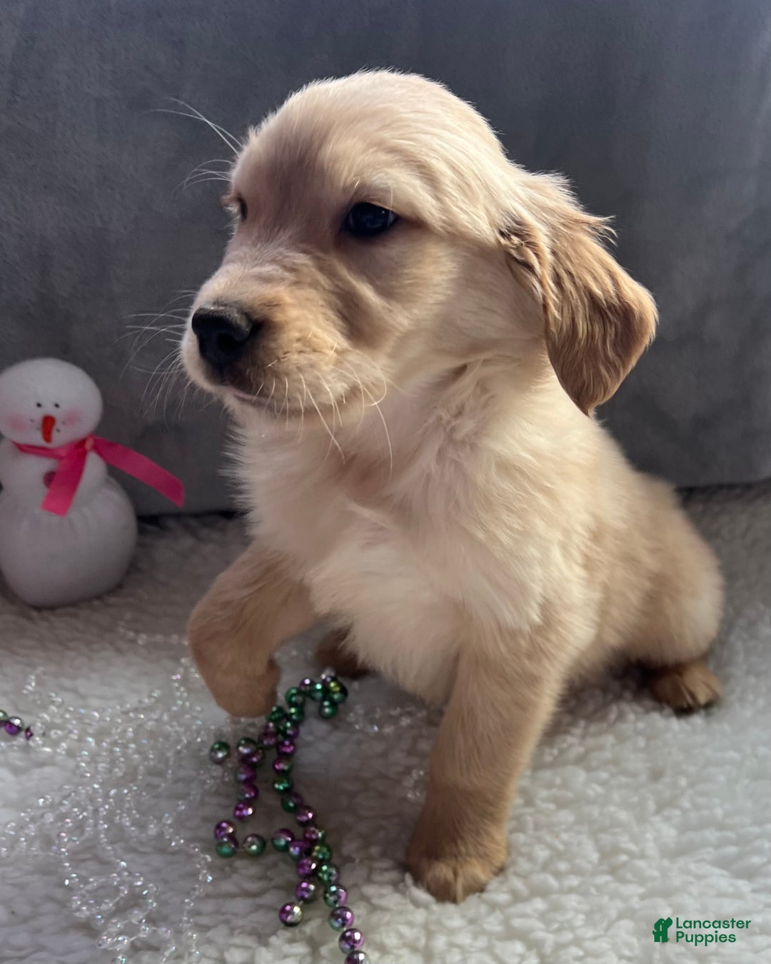 Golden Retriever dogs for sale: Bentley - Ad 2