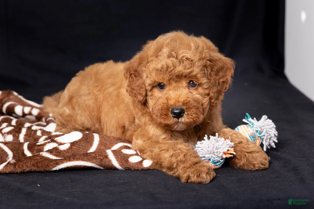 Mini Goldendoodle dogs for sale: Len - Ad 5