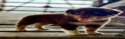 Australian Shepherd dogs for sale: Aspen - Ad 6