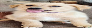 Biscuit