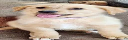 Golden Shepherd dogs for sale: Biscuit - Ad 1