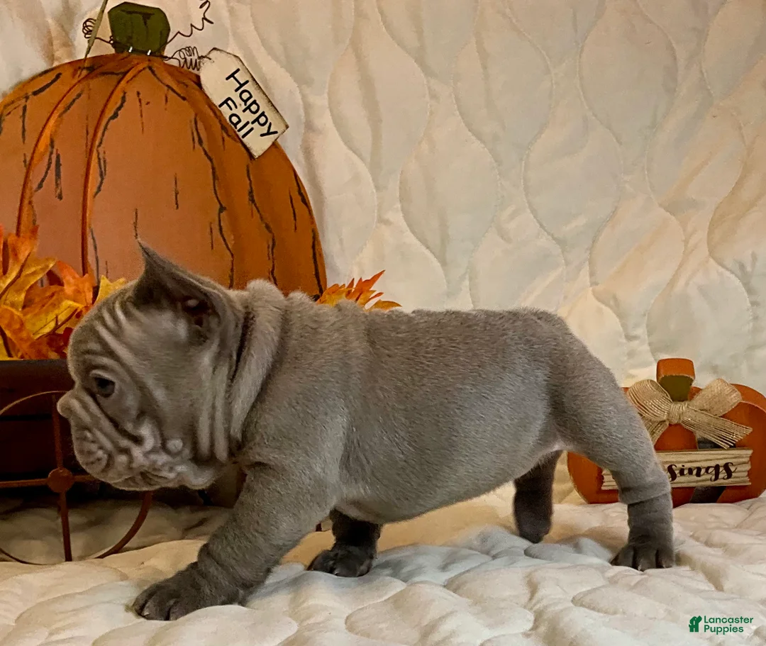 French Bulldog dogs for sale: River  - Ad 34