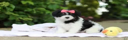 Cavachon dogs for sale: Angela - Ad 3