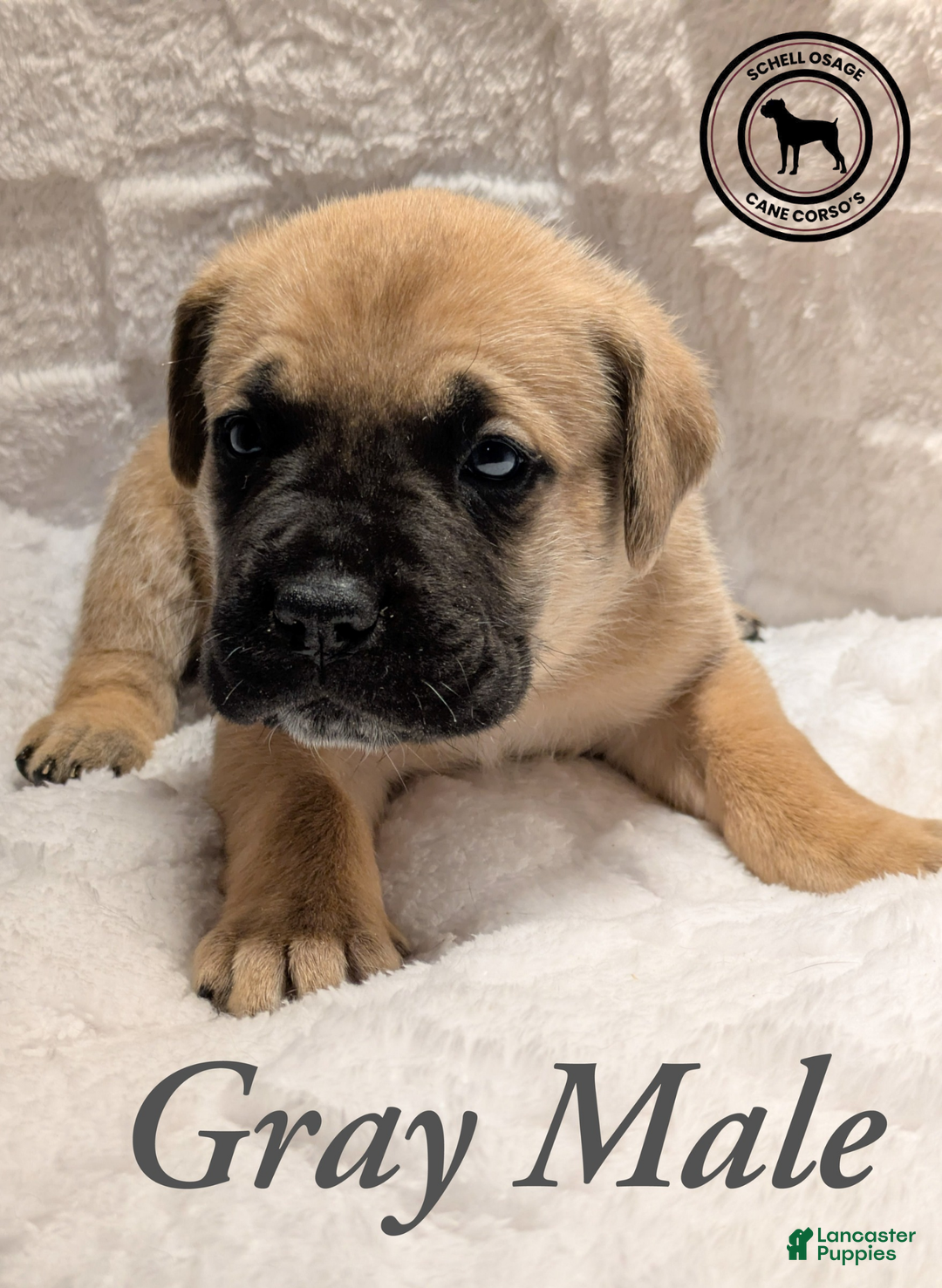 Cane Corso dogs for sale: Gray - Ad 5