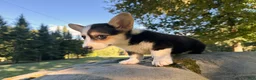Welsh Corgi Pembroke dogs for sale: Annie - Ad 9