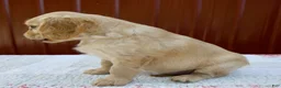 Miniature Golden Retriever dogs for sale: Greta - Ad 8