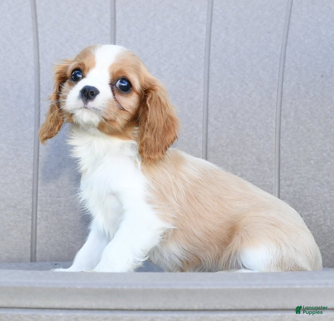 Sale Craigslist Cavalier King Charles Craigslist German Shepherd