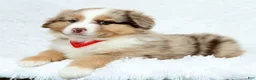 Australian Shepherd dogs for sale: Jayce - Ad 8