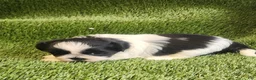 Shih Tzu dogs for sale: Shih Tzu 2 - Ad 5