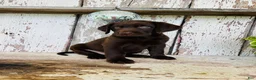 Labrador Retriever dogs for sale: Sage - Ad 4