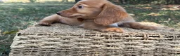 Miniature Dachshund dogs for sale: Dark cream  - Ad 6